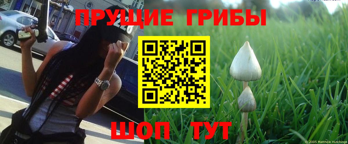 Богданович  Псилоцибиновые грибы Psilocybine cubensis  Вход с VPN 